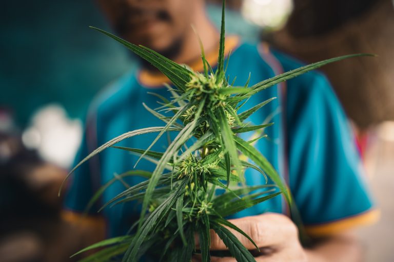 Read more about the article What Is the Difference Between Indica vs Sativa?