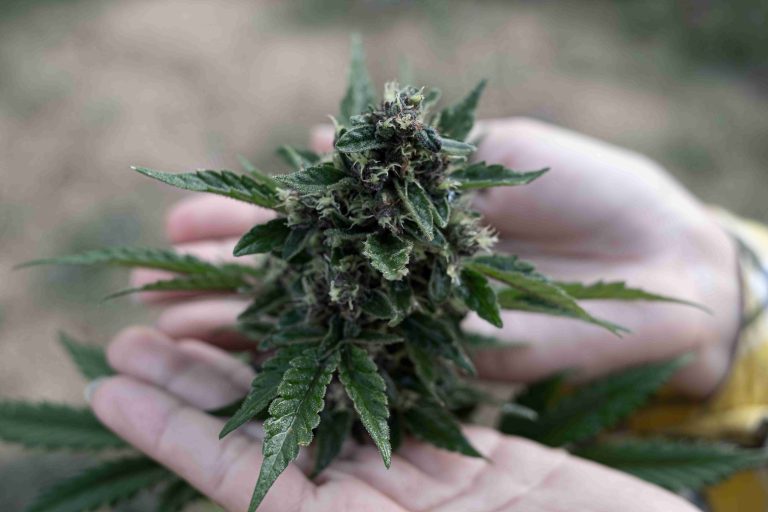Read more about the article Your Guide to Low-Dose Cannabis Options