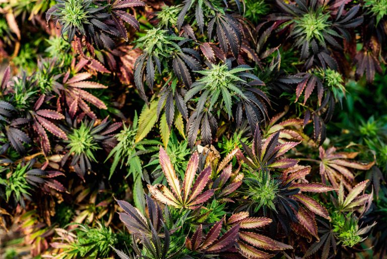 Read more about the article Fall Cannabis Strains: Cozy Picks for the Season