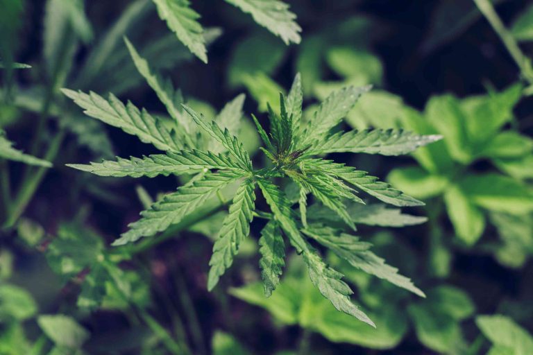 Read more about the article Cannabis Strain Types: Understanding Sativa, Indica, and Hybrid