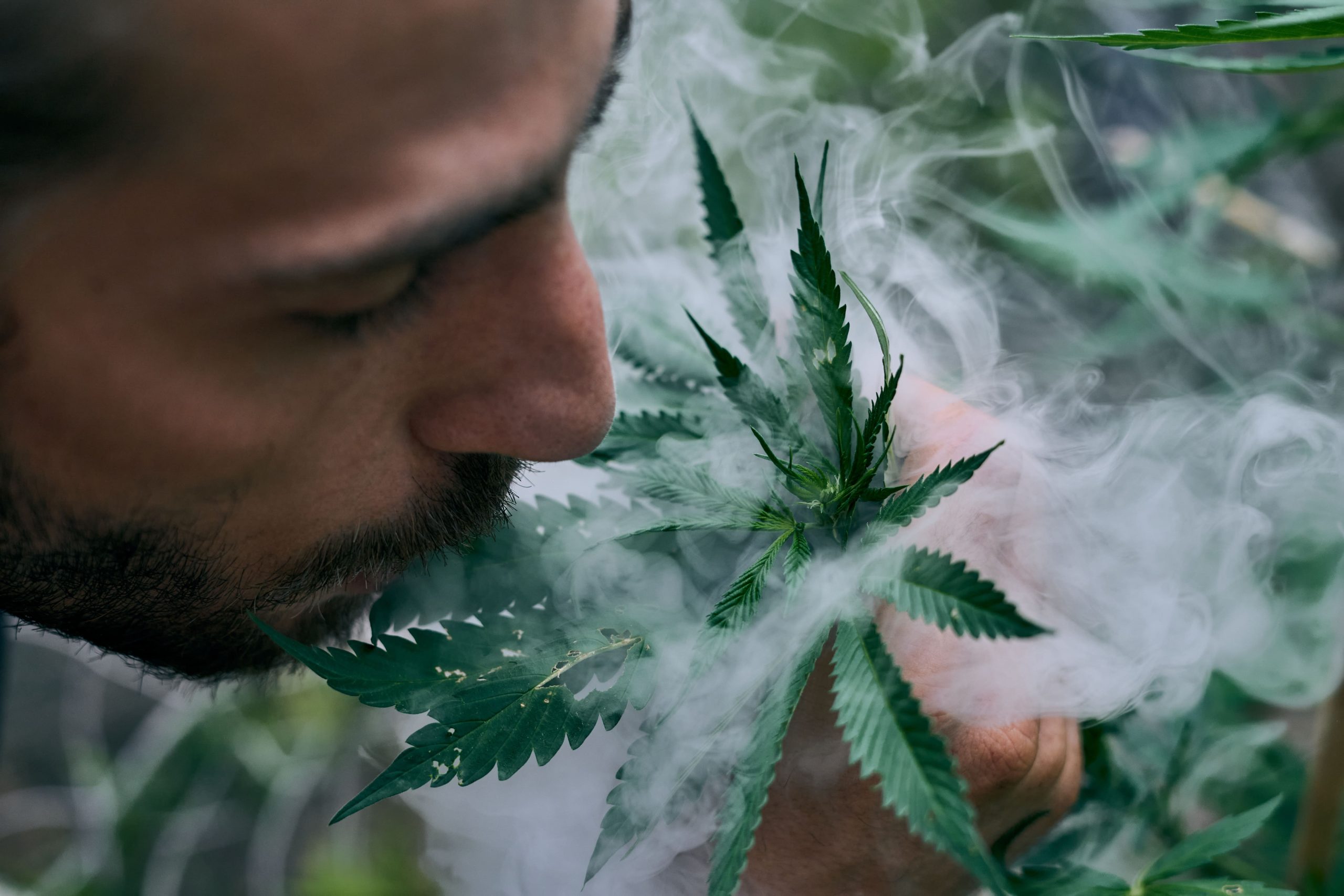 You are currently viewing Cannabis Aroma: What It Reveals About Your Product