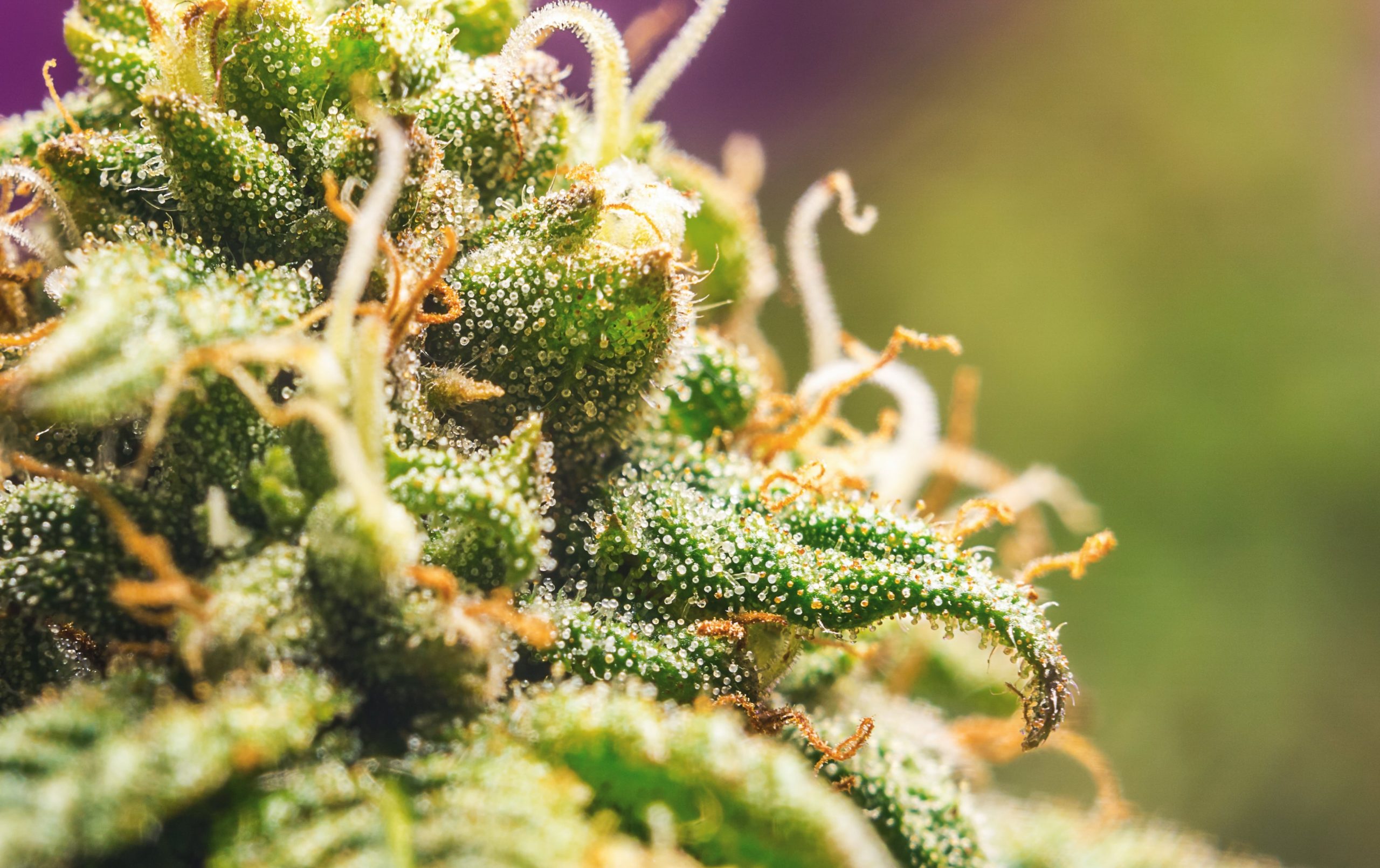 You are currently viewing Rare Cannabinoids NY: A Beginner’s Guide to Minor Compounds
