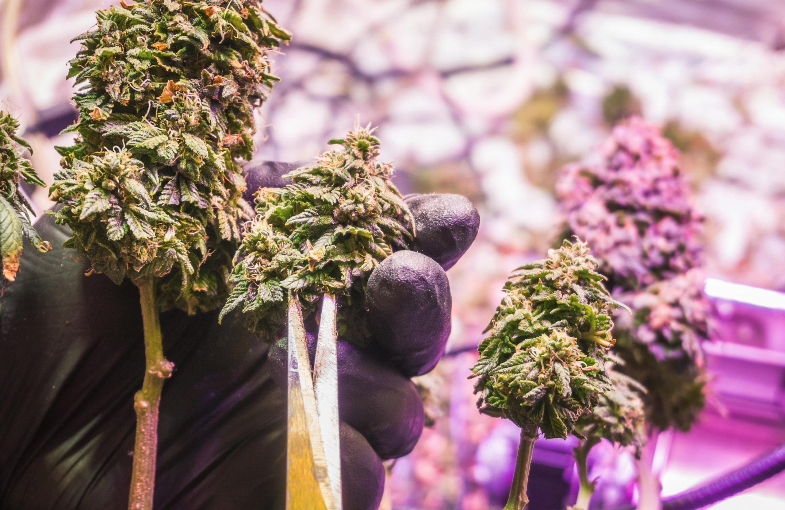 You are currently viewing THCA Products: What to Know Before You Try Them