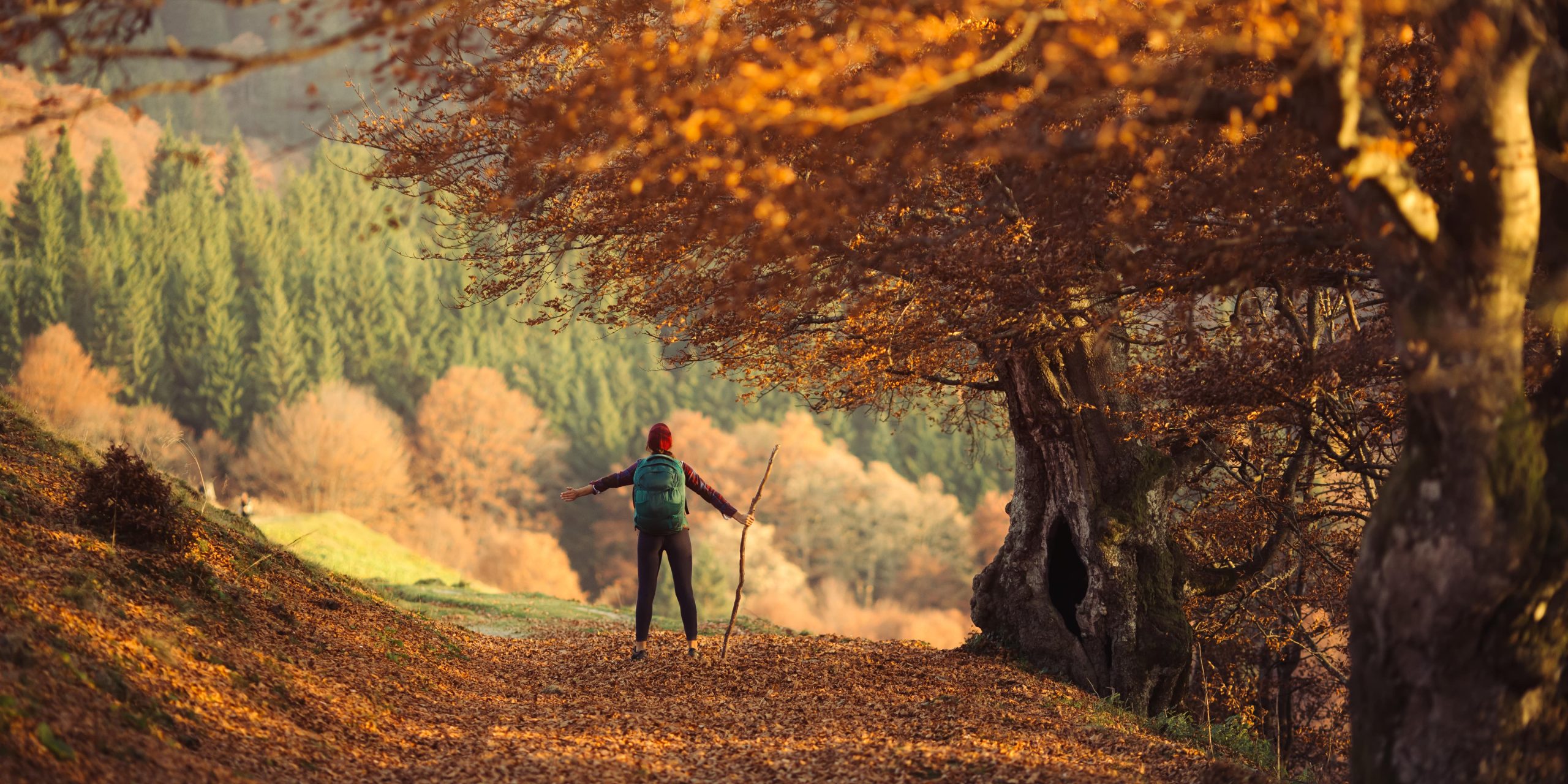 You are currently viewing Fall Edibles: A Beginner’s Guide to Seasonal Favorites