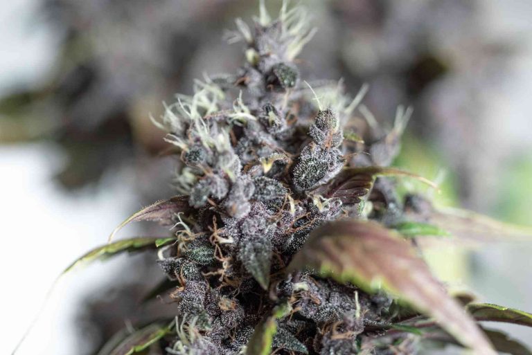 Read more about the article Solventless Extraction: Comparing Clean vs. Solvent-Based Cannabis Concentrates