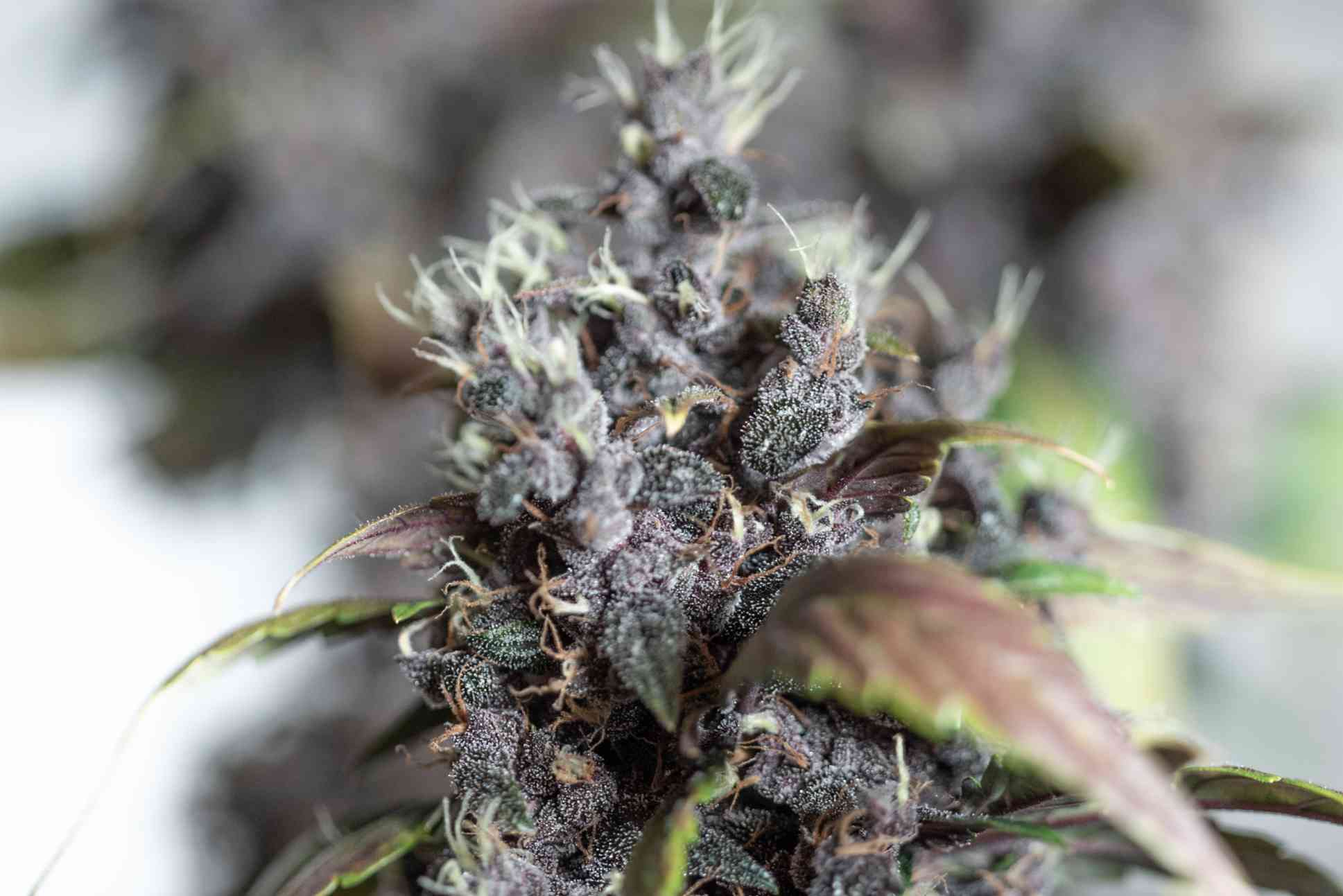 Read more about the article Solventless Extraction: Comparing Clean vs. Solvent-Based Cannabis Concentrates