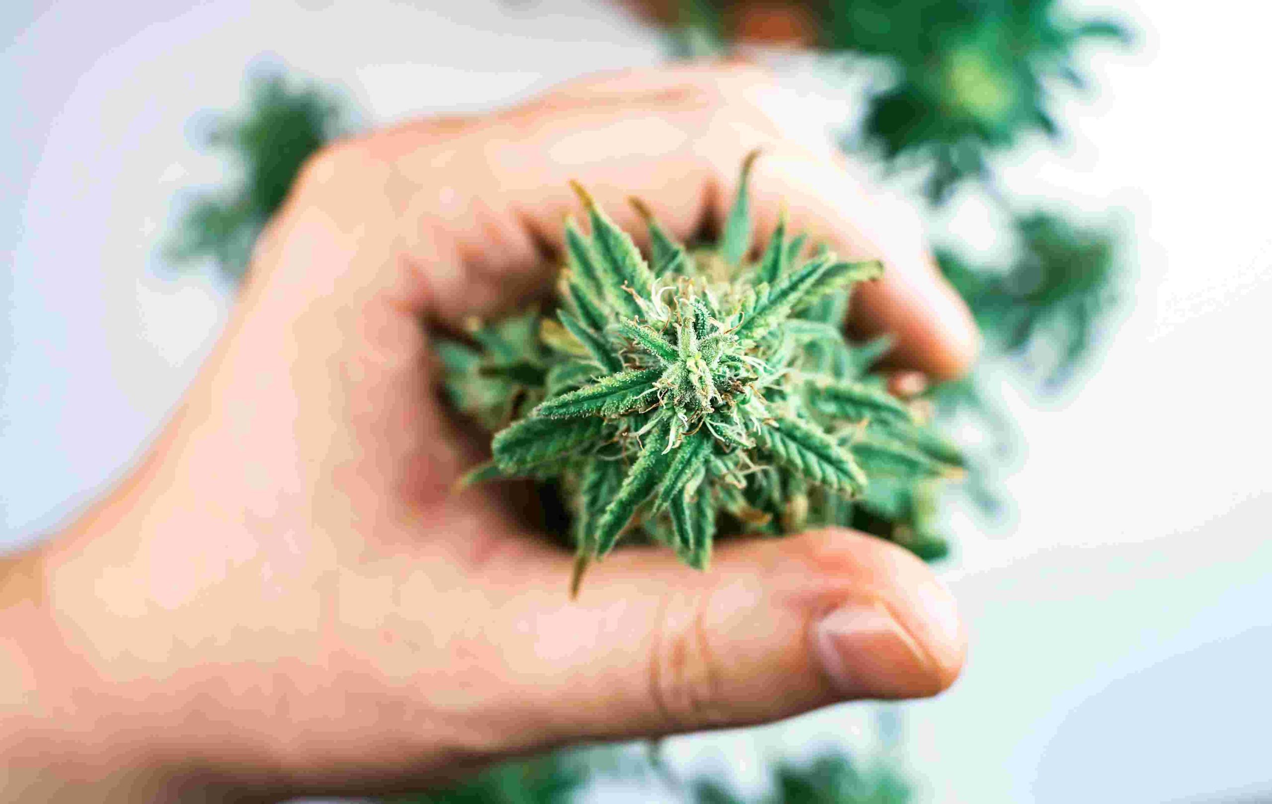 Read more about the article Microdosing Cannabis: A Beginner’s Guide to Balance and Focus