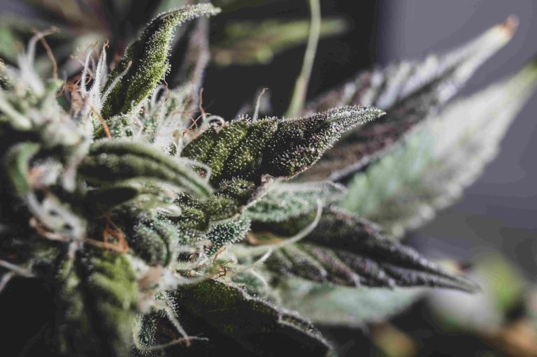 Read more about the article Cannabis and Motivation: Finding the Right Balance for Focus and Energy