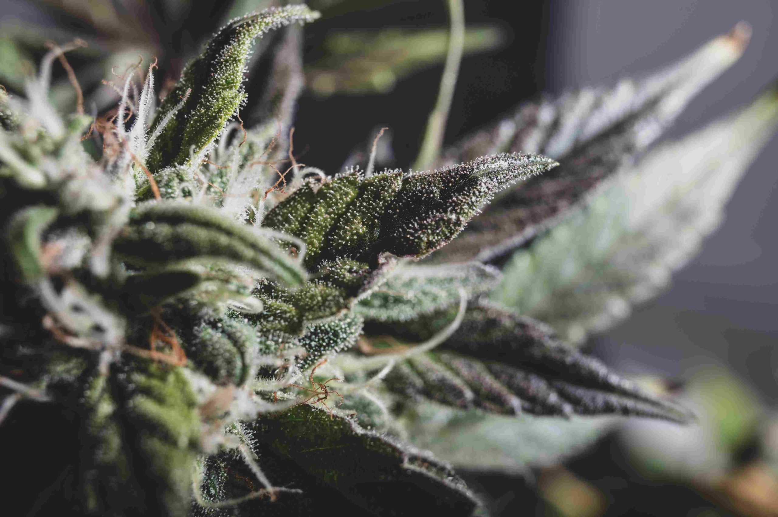 You are currently viewing Cannabis and Motivation: Finding the Right Balance for Focus and Energy