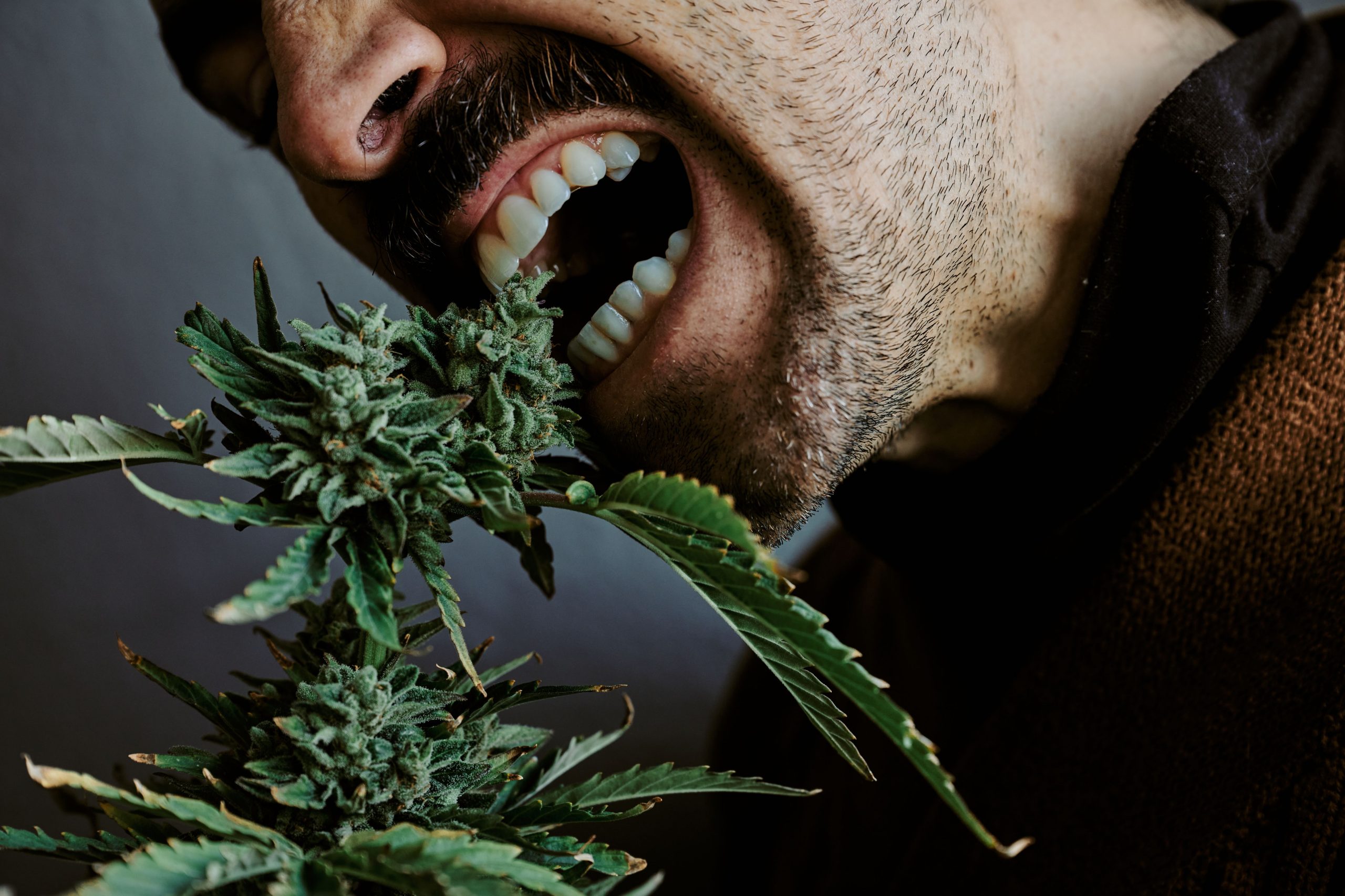 You are currently viewing Cannabis Appetite: Why Weed Affects Hunger