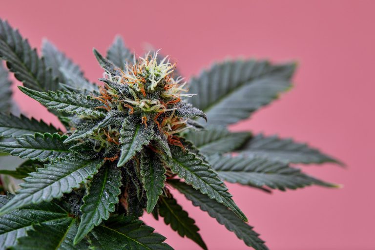 Read more about the article Hybrid Cannabis Explained: Finding the Perfect Balance