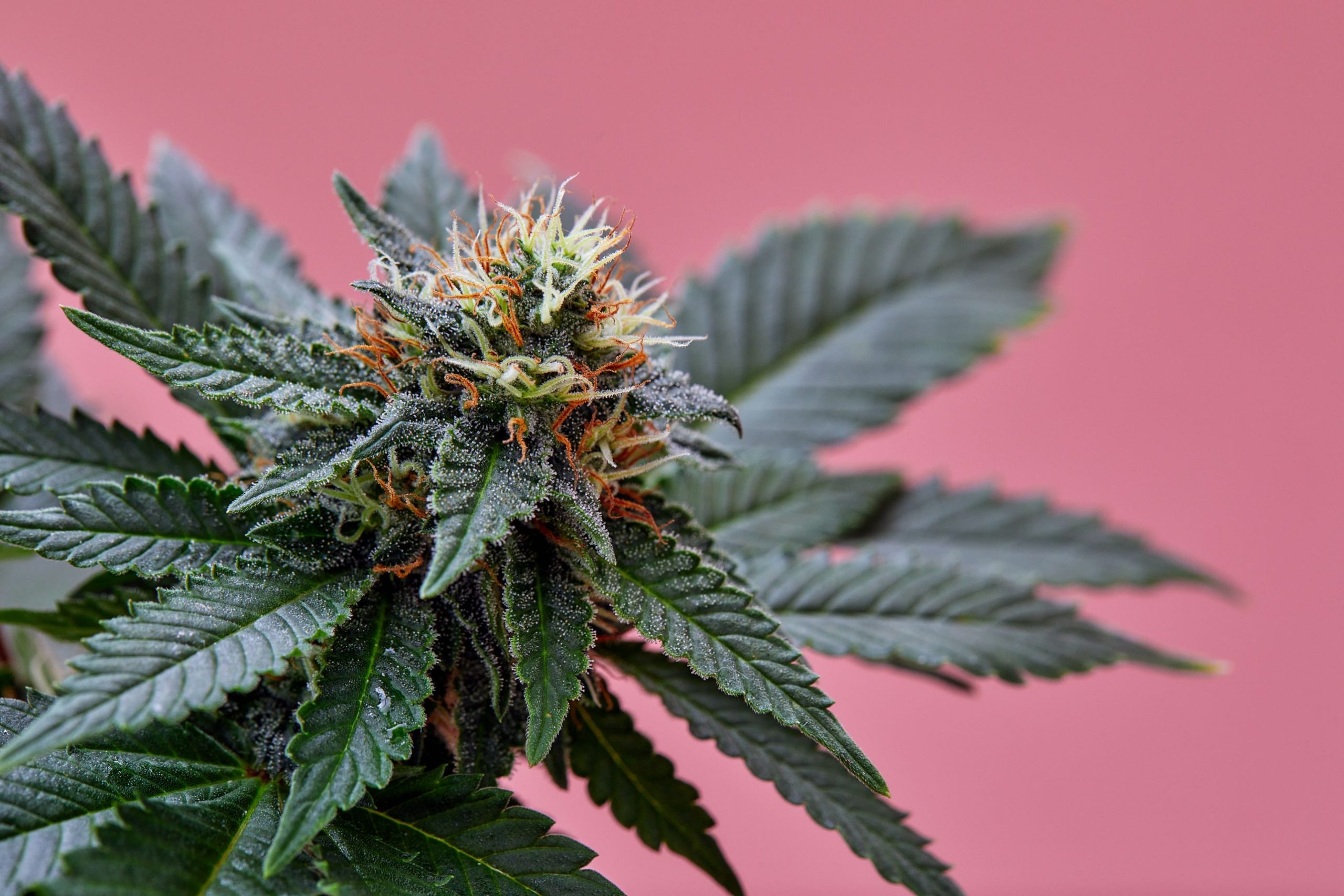 Read more about the article Hybrid Cannabis Explained: Finding the Perfect Balance