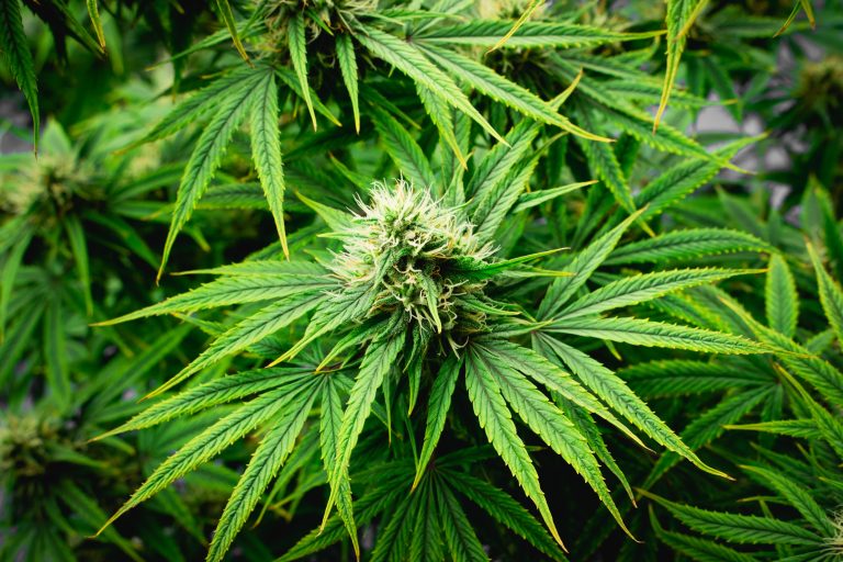 Read more about the article Indica vs Sativa: What’s the Real Difference?