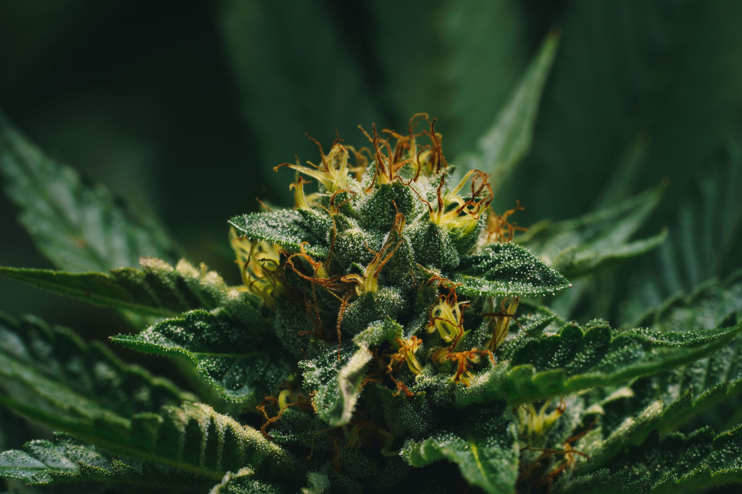 Read more about the article Cannabis Flower Guide: How to Choose the Right Strain