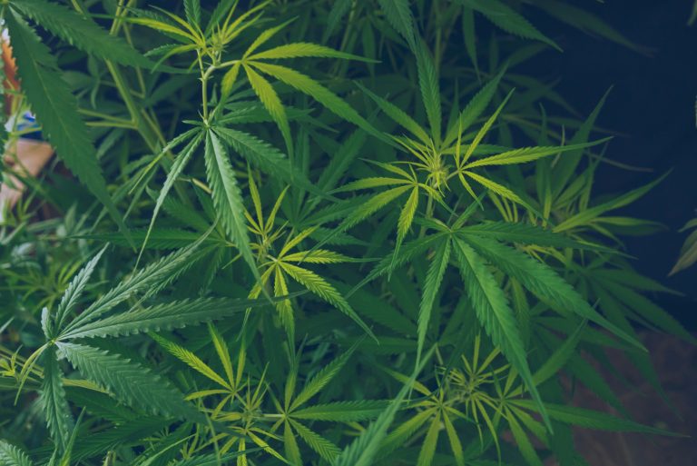Read more about the article Cannabis Dosage Guide: How Much Should You Take?