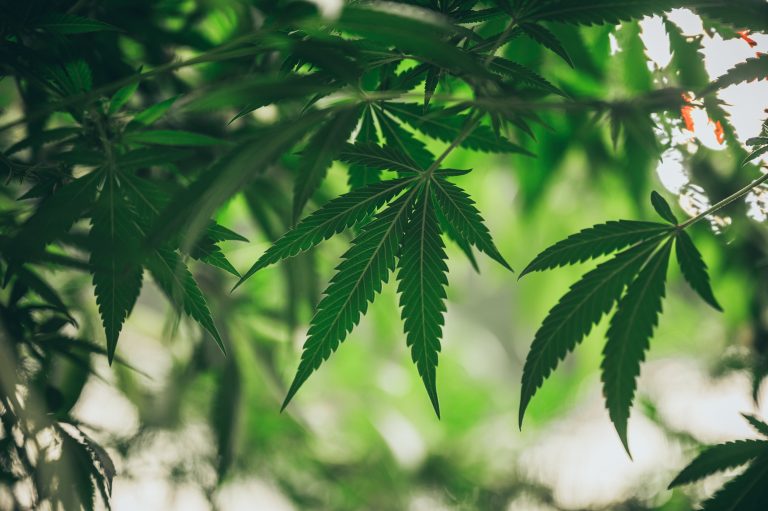Read more about the article Cannabis for Relaxation: How to Choose the Best Strains