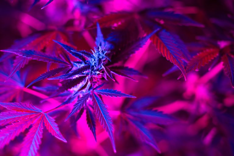 Read more about the article THC vs CBD Ratio Guide for Better Effects