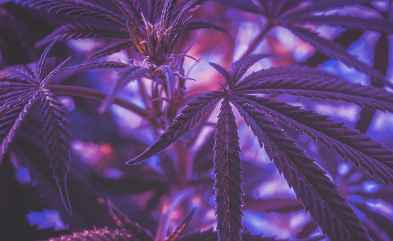 Read more about the article Terpenes for Relaxation and Stress Relief Guide