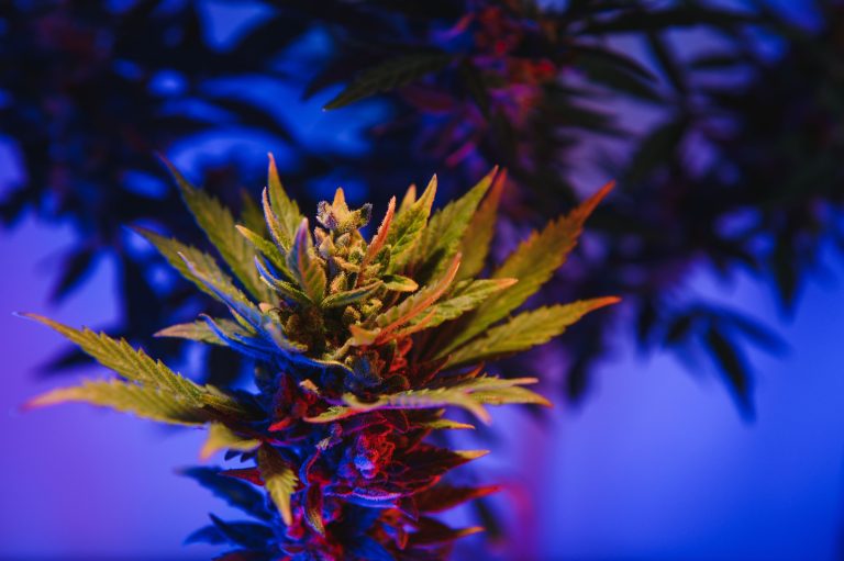 Read more about the article Solventless Concentrates Explained for Clean Cannabis