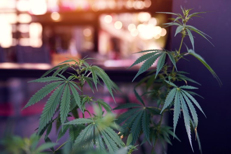 Read more about the article Low THC Products for Mild Cannabis Effects
