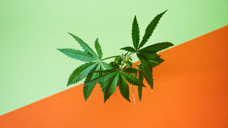 Read more about the article THC Tolerance Break Guide for Better Effects