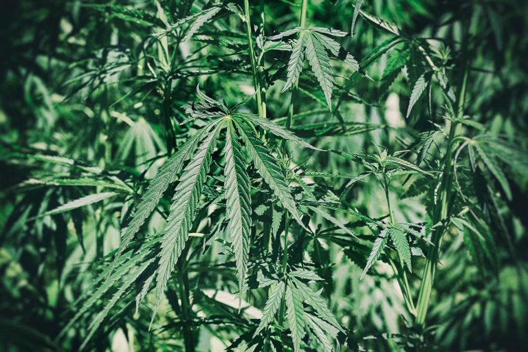 Read more about the article Cannabis Freshness Tips for Better Quality