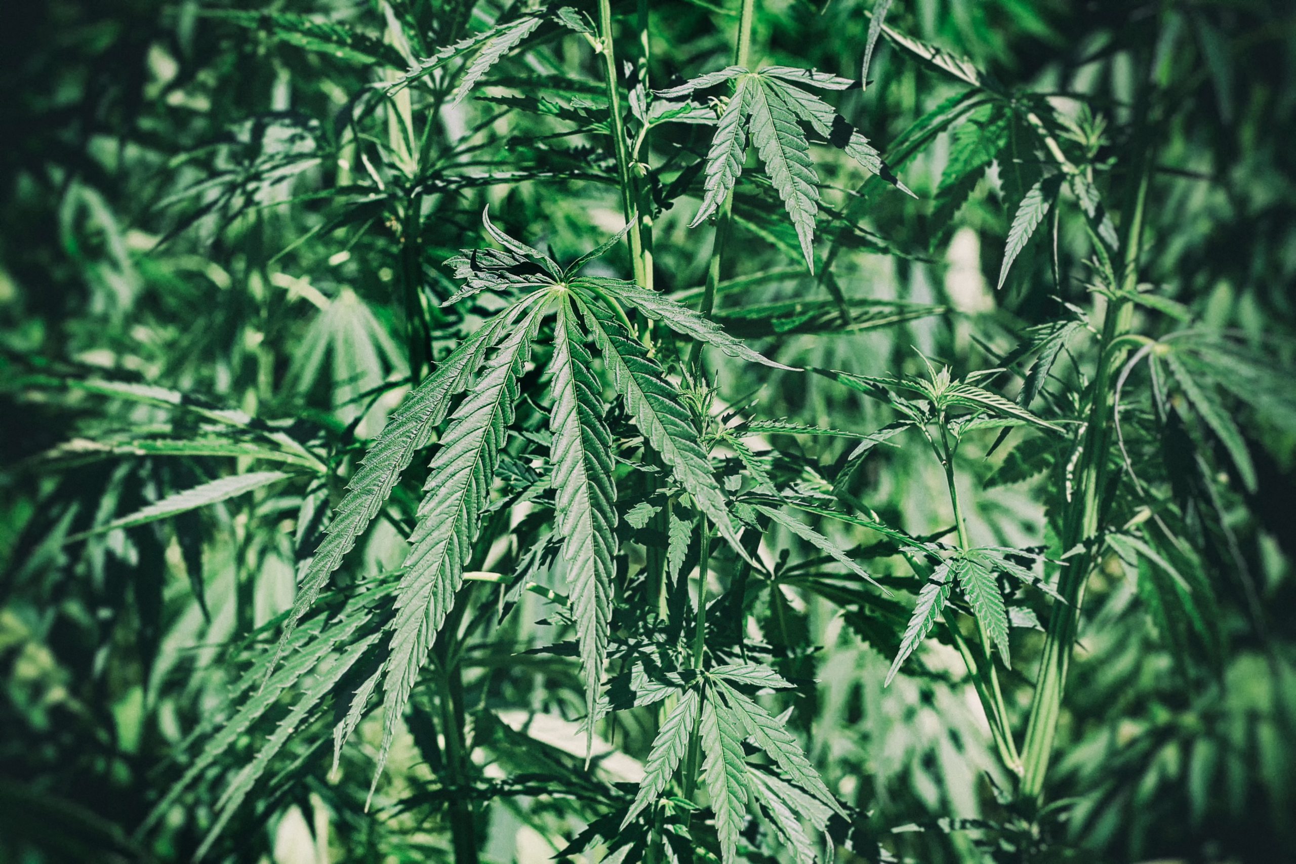 Read more about the article Cannabis Freshness Tips for Better Quality
