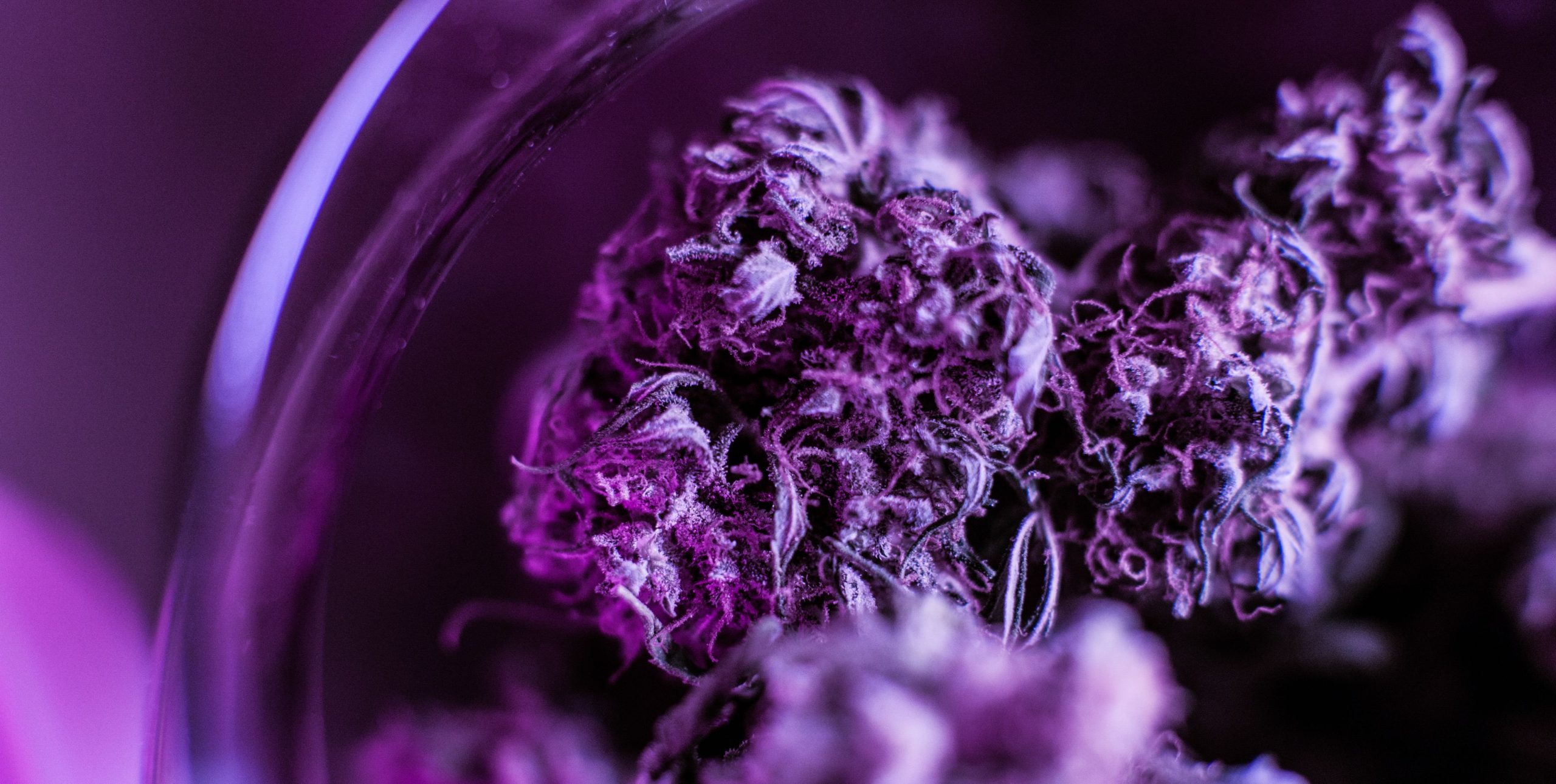 Read more about the article Nano THC Edibles and How They Work