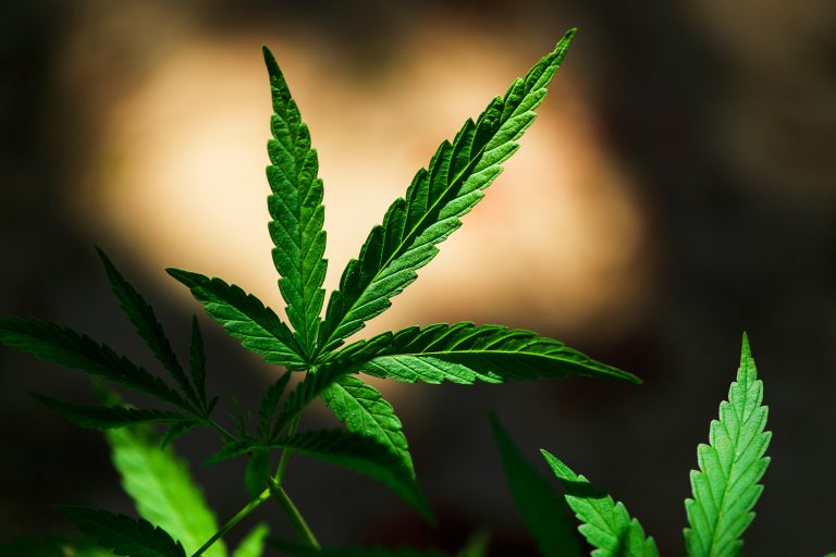 Read more about the article Minor Cannabinoids and Why They Matter