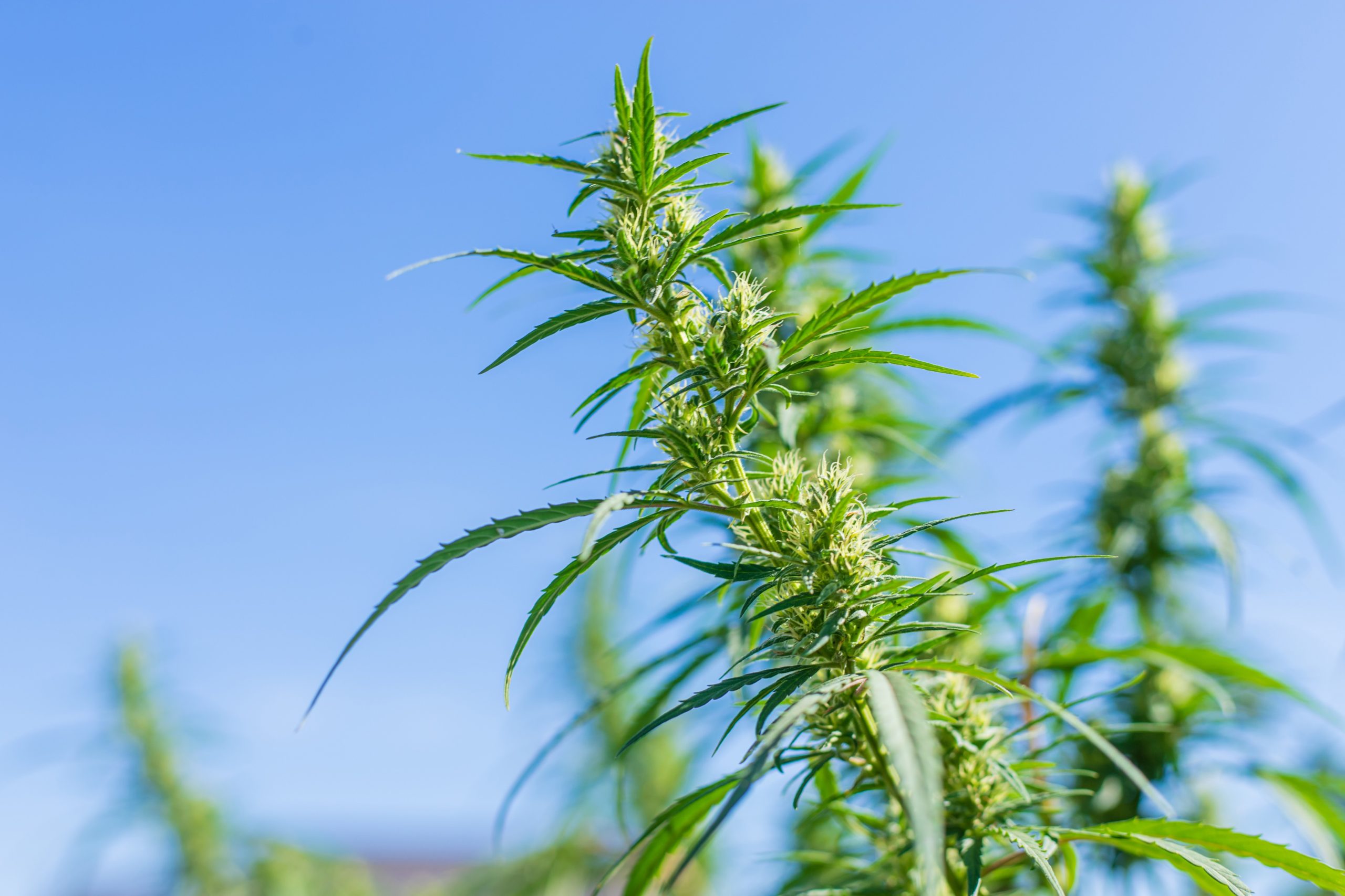 Read more about the article Cannabis Trichomes Explained for Consumers
