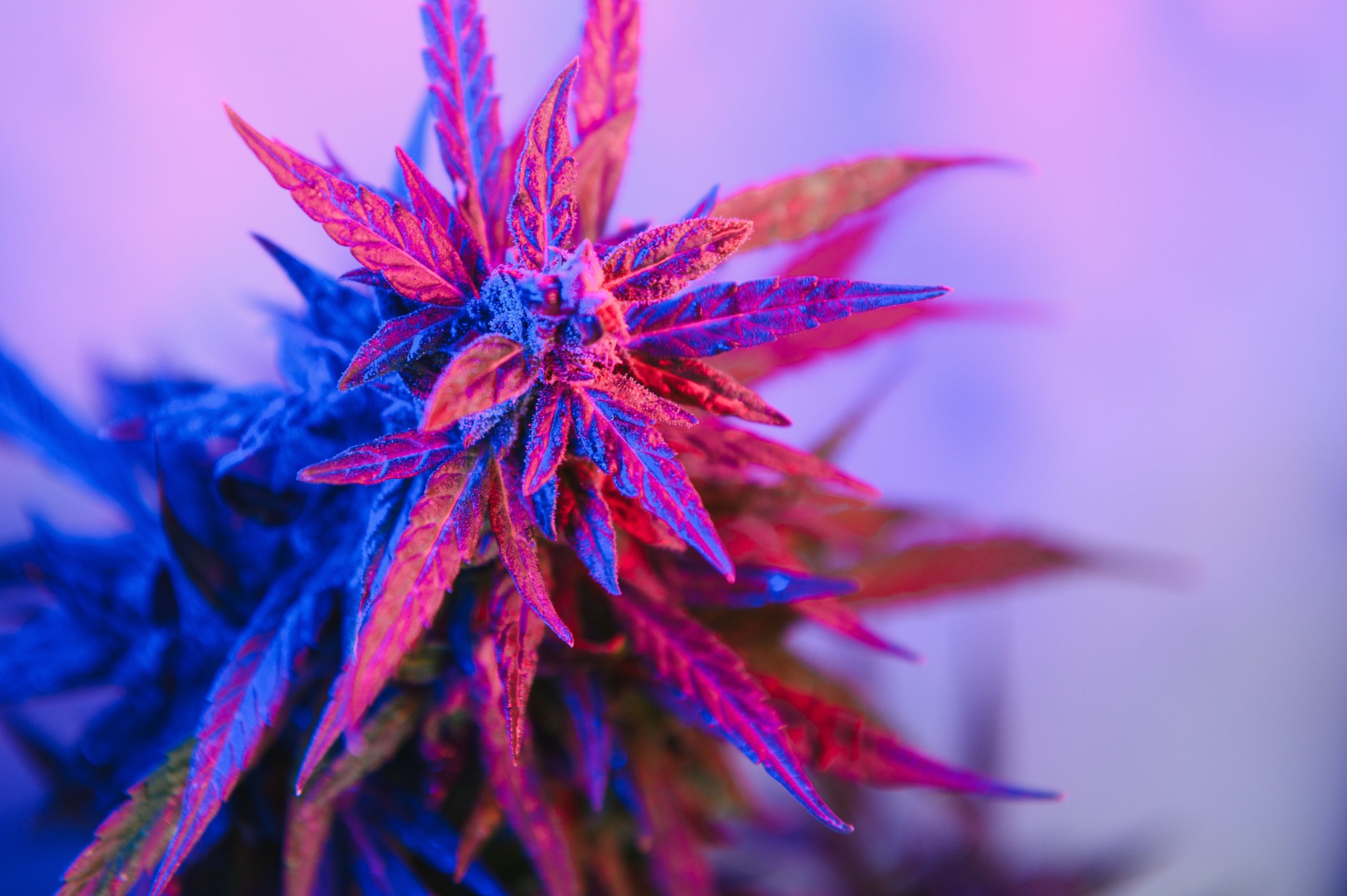 Read more about the article Cannabis Cannabinoids Explained for Beginners