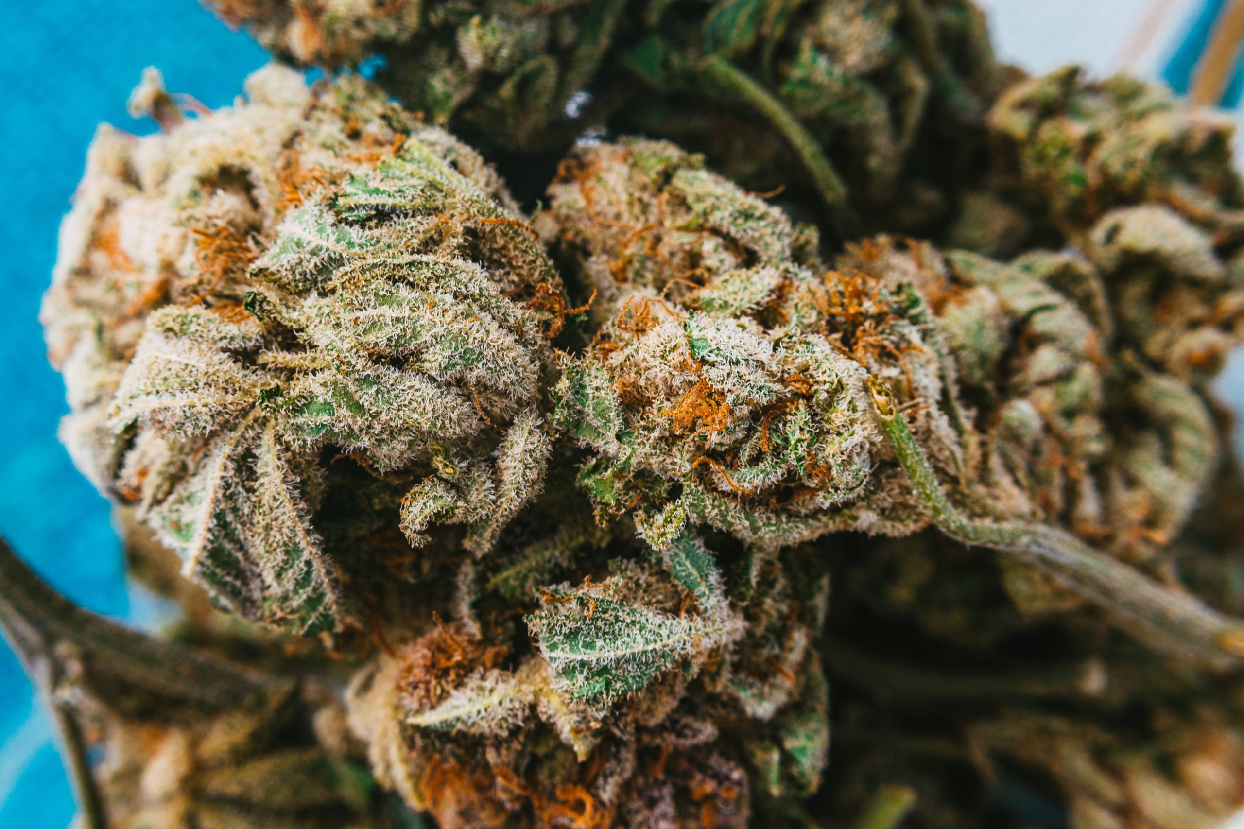 Read more about the article Hybrid Cannabis Strains and Why They’re So Popular