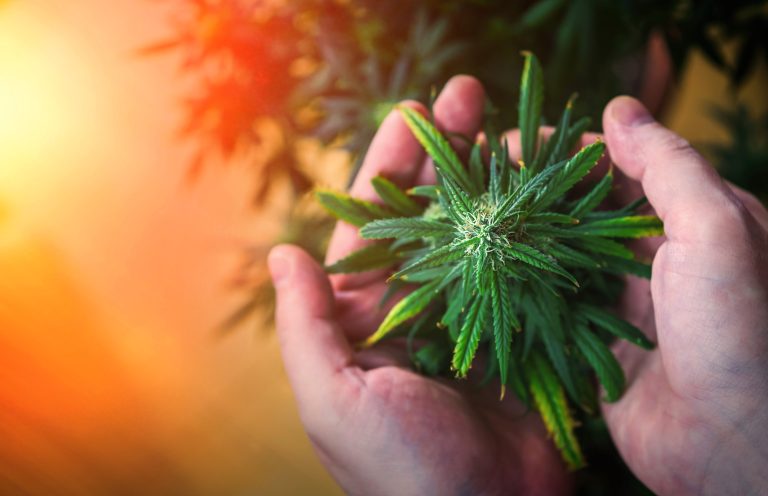 Read more about the article Cannabis Tolerance Reset Tips for Better Results